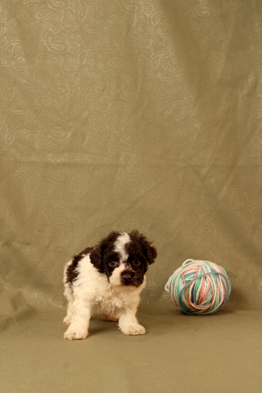 puppy, for, sale, Toy Poodle, Matthew B. Stoltzfus, dog, breeder, Gap, PA, dog-breeder, puppy-for-sale, forsale, nearby, find, puppyfind, locator, puppylocator, aca